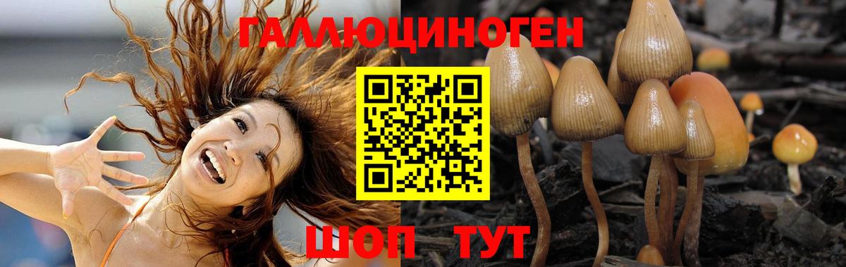 Галлюциногенные грибы Psilocybine cubensis Карабулак
